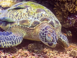 Sleeping Green Sea Turtle  with Two Sharksuckers 