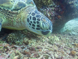 Sleeping Green Sea Turtle IMG 2903