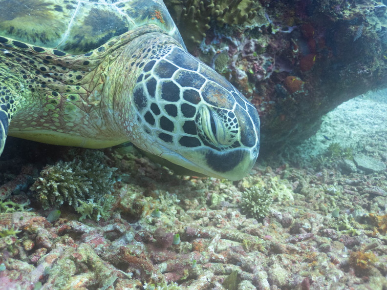 Sleeping Green Sea Turtle IMG_2903.jpg