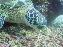 Sleeping Green Sea Turtle IMG 2904