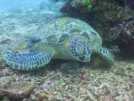Sleeping Green Sea Turtle  with Two Sharksuckers -2