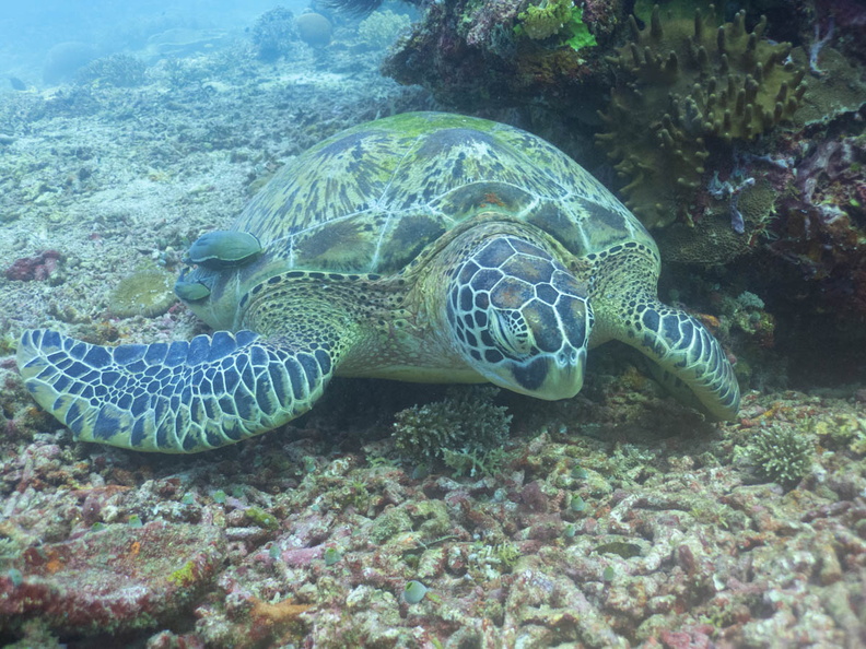 Sleeping Green Sea Turtle  with Two Sharksuckers -2.jpg