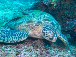 Sleeping Green Sea Turtle  with Two Sharksuckers -3