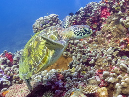 Green Sea Turtle IMG 2919