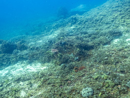 Manta ray Artifical Reef IMG 2930