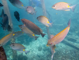 Gold Saddle and Vermiculate Rabbitfish IMG 2960
