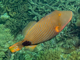 Striped Triggerfish IMG 2963 
