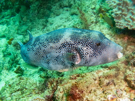 Whitespot Pufferfish IMG 2976