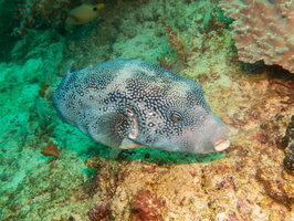 Whitespot Pufferfish IMG 2977