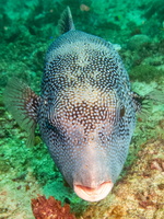 Whitespot Pufferfish IMG 2978