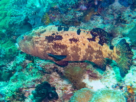 Brownmarbled Grouper IMG 2979