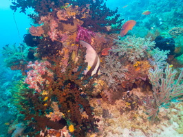 Spadefish on Reef IMG 2999