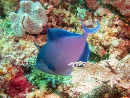 Blue Triggerfish IMG 3003
