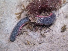 Pnkfish Sea Cucumber IMG 3113