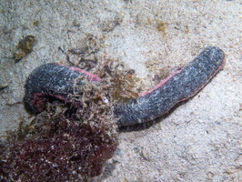 Pnkfish Sea Cucumber  IMG 3114