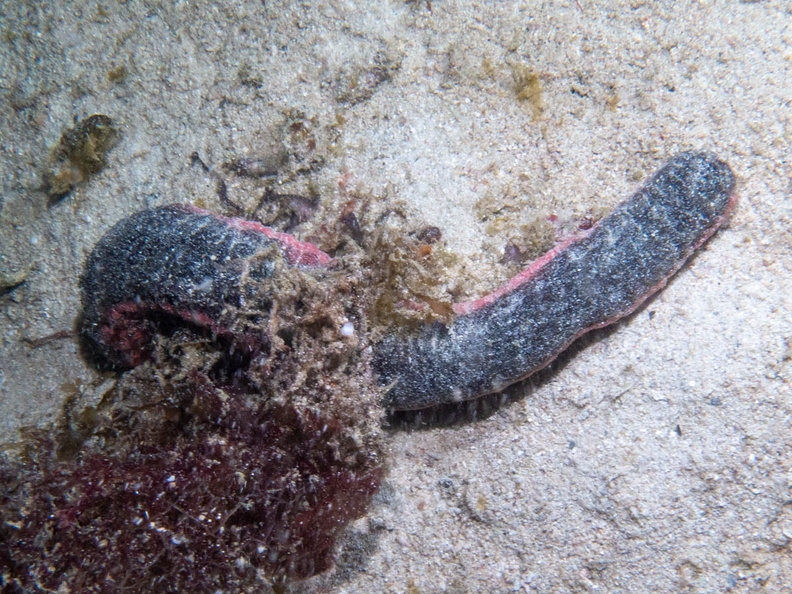 Pnkfish Sea Cucumber  IMG_3114.jpg
