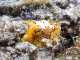 Humpback Turretfish or maybe Pyramid Boxfish  IMG 3122