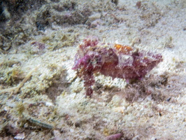 Dwarf Cuttlefish IMG 3130
