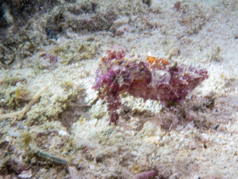 Dwarf Cuttlefish IMG_3130.jpg