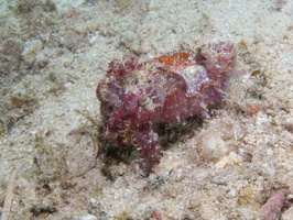 Dwarf Cuttlefish IMG 3131