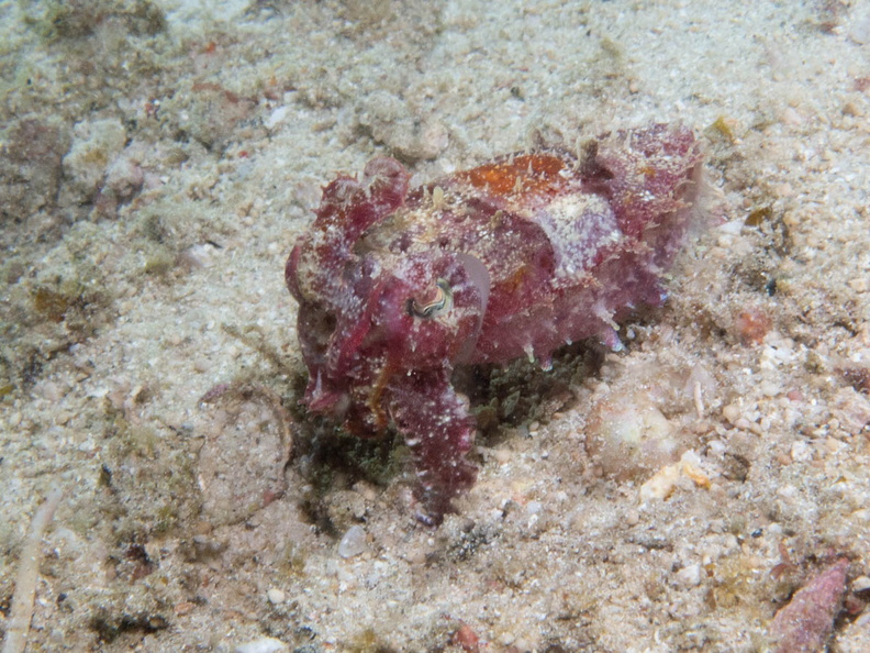 Dwarf Cuttlefish IMG_3131.jpg
