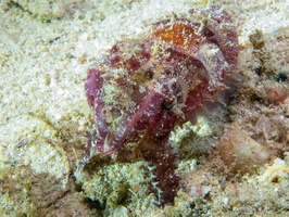 Dwarf Cuttlefish IMG 3132