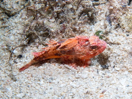 Scoprionfish  IMG 3142