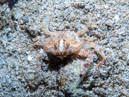 Crab IMG 3163