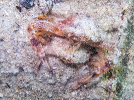 Crab IMG 3165