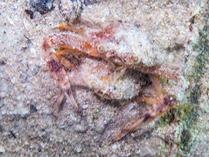 Crab IMG_3165.jpg