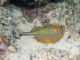 Blue Spotted Ribbontail Ray IMG 2697