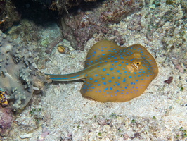 Blue Spotted Ribbontail Ray IMG 2698