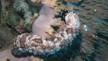 Black Spotted Sea Cucumber MVI 1752