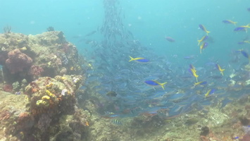 School of  Blue and Yellow Fusiliers and other  fish MVI 2046