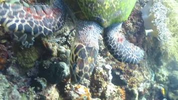 Hawksbill Sea Turtle MVI 1948