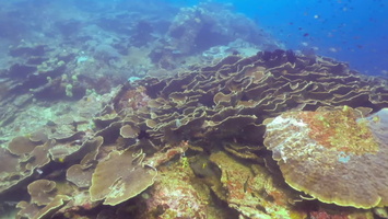Foliose Coral MVI 1827