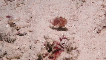 Freckled Frogfish MVI 2308