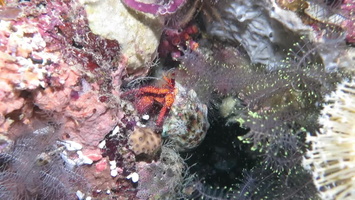 White Spotted Hermit Crab MVI 2293