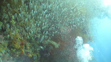 Swimming through a School of Cardinalfish IOVI 2138