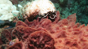 Black Spotted Sea Cucumber MVI 2155