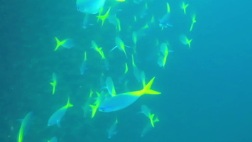 Swimming with a School of Blue and Yellow Fusilers MVI 2211