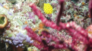 Yellow Boxfish Juvenile MVI 2222