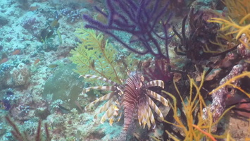 Seven  Red Lionfish on the Reef MVI 2223