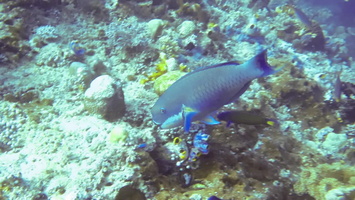 Steephead Parrotfish MVI 2229