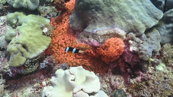 Clark s Anemonefish  in Rose  Bubble Tip Anemone MVI 2515