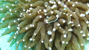 Mushroom Coral Pipefish MVI 2735