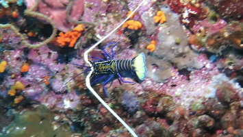 Painted Spiny Lobster MVI 2754