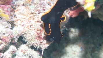 Pinnate Spadefish Small Juvenile MVI 2821