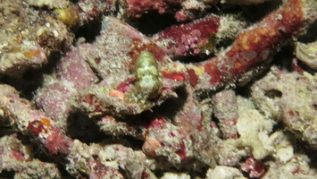 Greater Blue Ringed Octopus MVI 3062