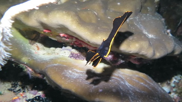 Pinate Spadefish Small Juvenile MVI 3071